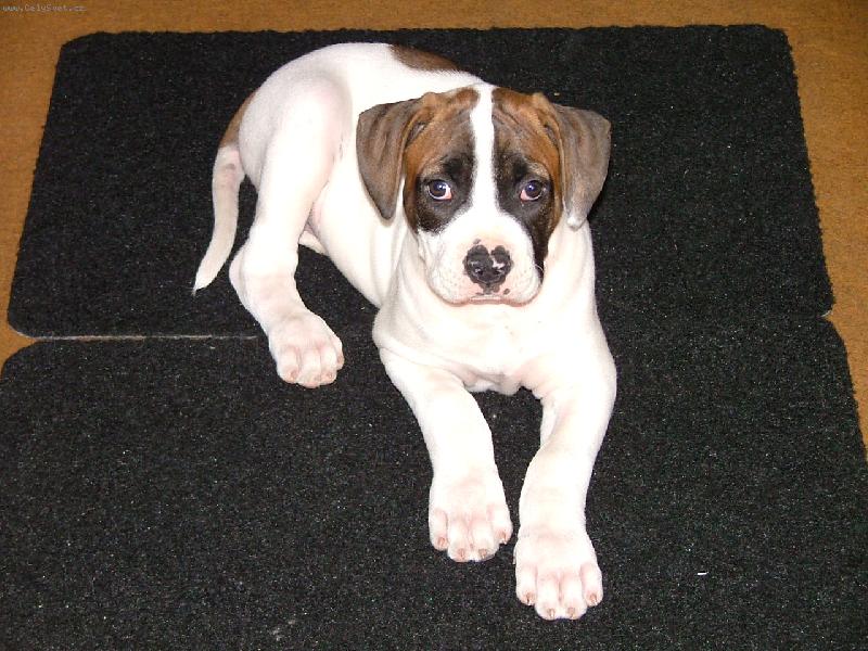 Foto: american bulldog /typ standart/-m�j mil�ek co-by �t�ndo /maj.B.Furi�ov�/