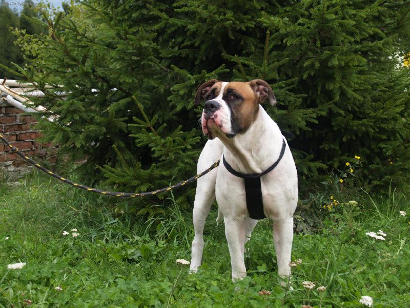 Foto: american bulldog /typ standart/..16m�s.fenka-Roxinka