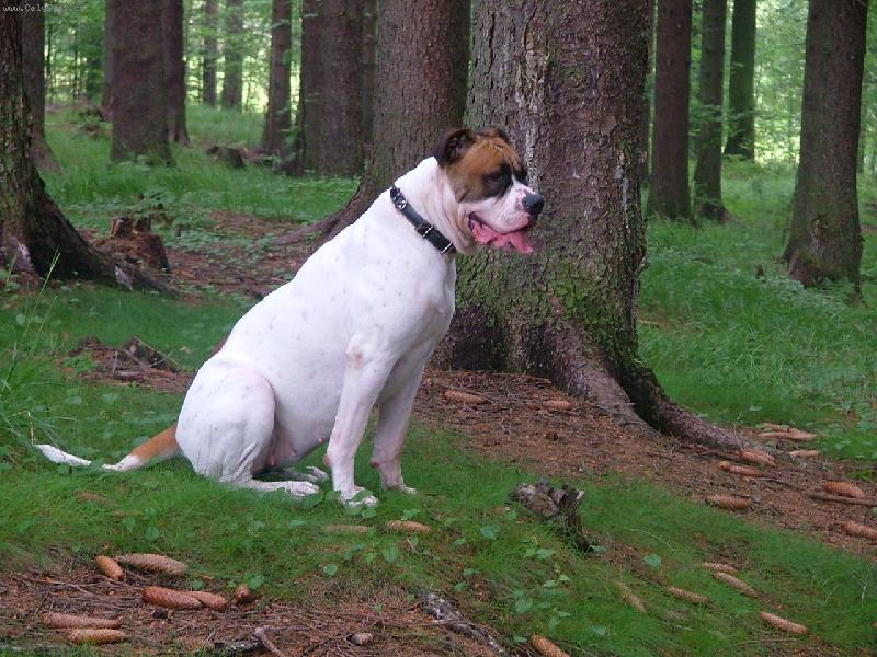 Foto: american bulldog /typ standart/..16m�s.fenka-Roxinka bffb@seznam.cz
