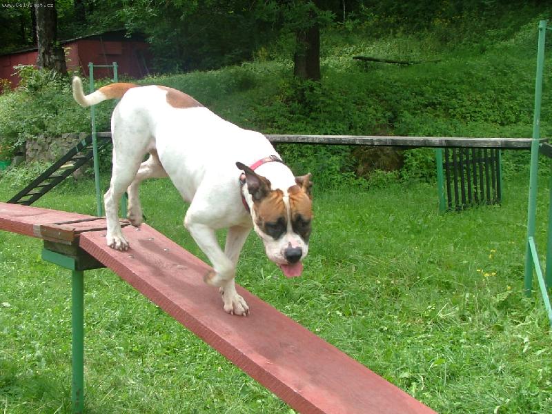 Foto: american bulldog /typ standart/..16m�s.fenka-Roxinka bffb@seznam.cz