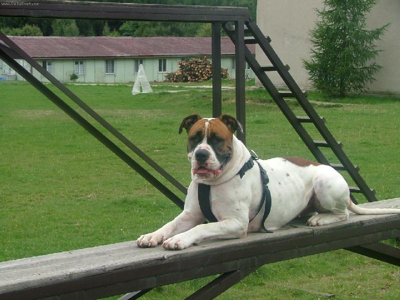 Foto: american bulldog /typ standart/..16m�s.fenka-Roxinka bffb@seznam.cz