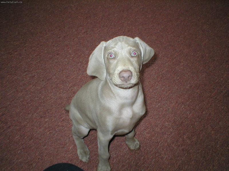 Foto: j� chci v���n!!