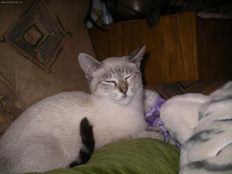 Foto: Tonkinsk� ko�ka-R��enka