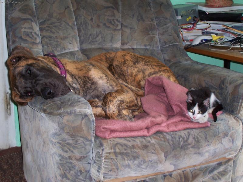 Foto: Doga a kot�-Takhle odpo��valo na�e kot� a Fanynka