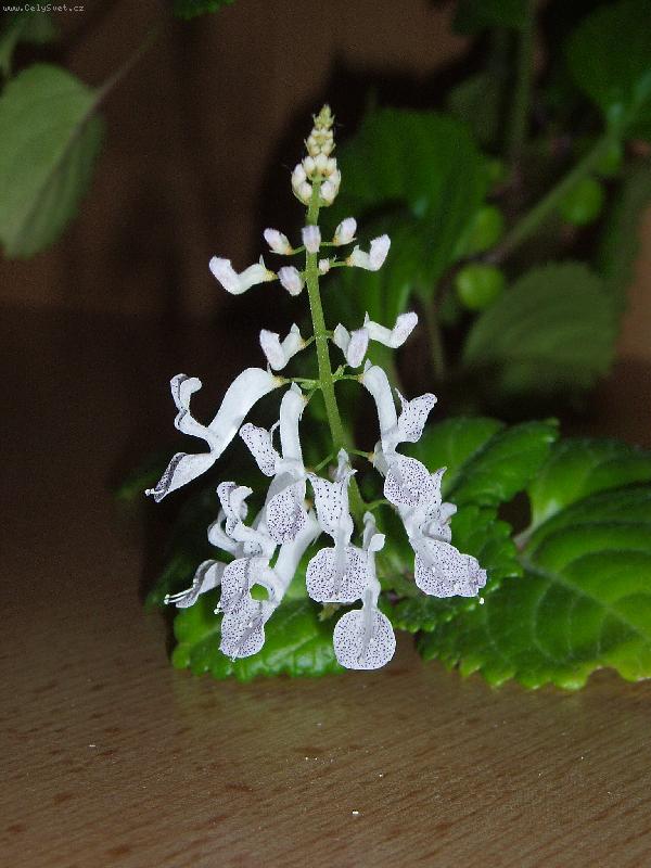 Foto: Plektrantus - kv�t-Plektrantus - kv�t