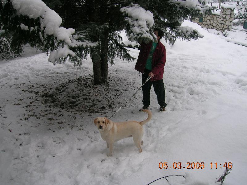Foto: Zima-Megie m� r�da sn�h jen by to furt cht�la h�zet a pak papkat,ale nejlep�� je kdy� je to prvn� zima pro toho pejska a vy se t��te jak� bude m�t reakce:))