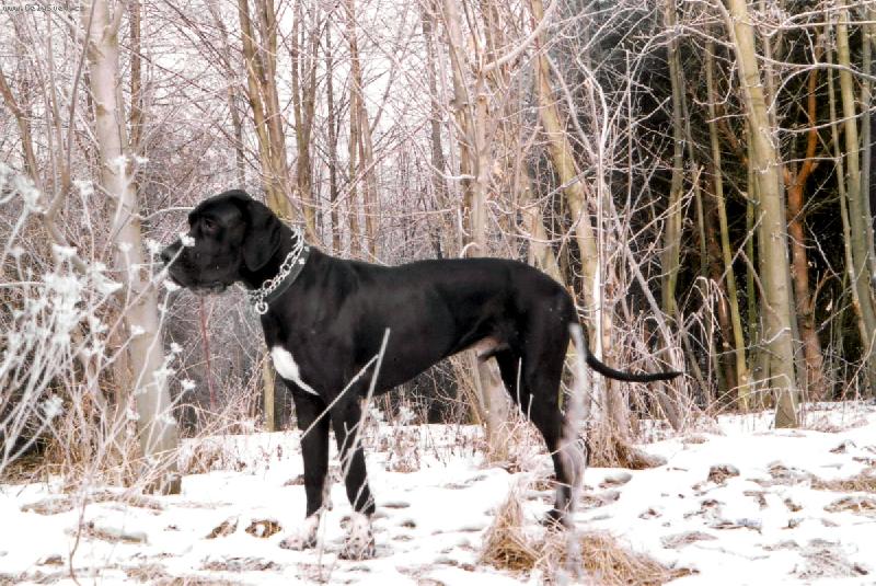 Foto: Dante �esk� Sirius