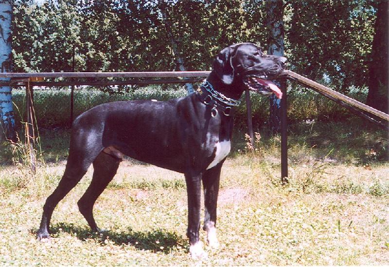 Foto: Dante �esk� Sirius