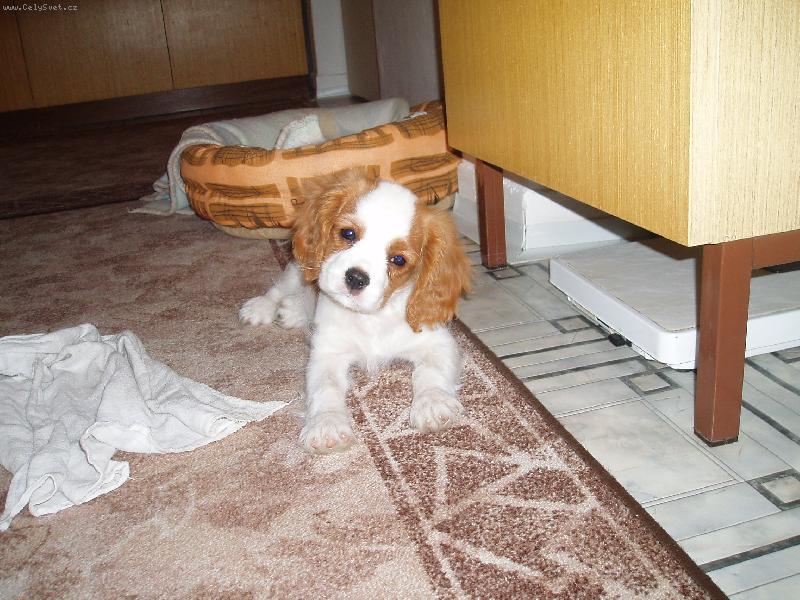 Foto: Mal� Jind�ich-to je mal� Jindra a jsou mu dva m�s�ce