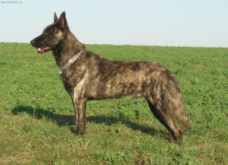 Foto: Bonremo Tazm�nsk� tygr