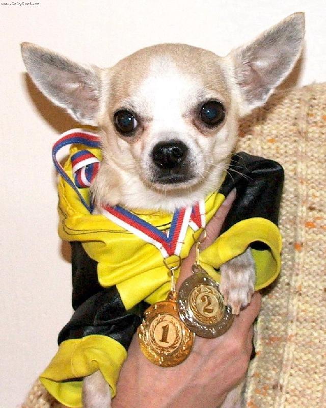 Foto: �ivava v�t�z�-medajle z agility
