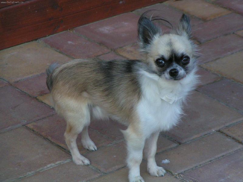 Foto: Elf Balek z Rokytnice-Na dovolen�