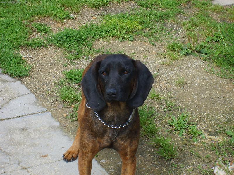 Foto: berny-nas pejsanek... ale uz spina v nebicku.. :( srdicko mu sklamalo...