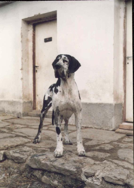 Foto: Furie Uttis-Furie Uttis