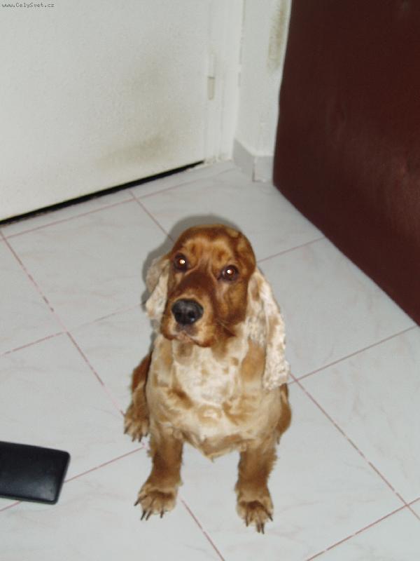 Foto: Na�e Vendu�ka-..byla zrovna u holi�e,akor�t dr�pky j� zapomn�li zast�ihnout..:D