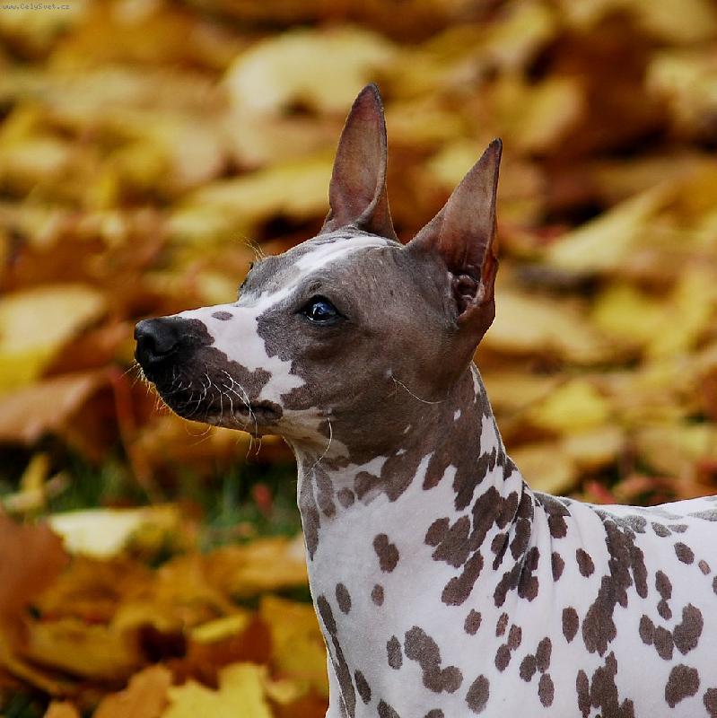 Foto: B�tu�ka-JCH. HORIZON VICTORIA SECRET