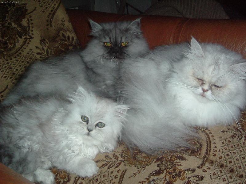 Foto: Na�i mazl��ci-cel� rodinka :)