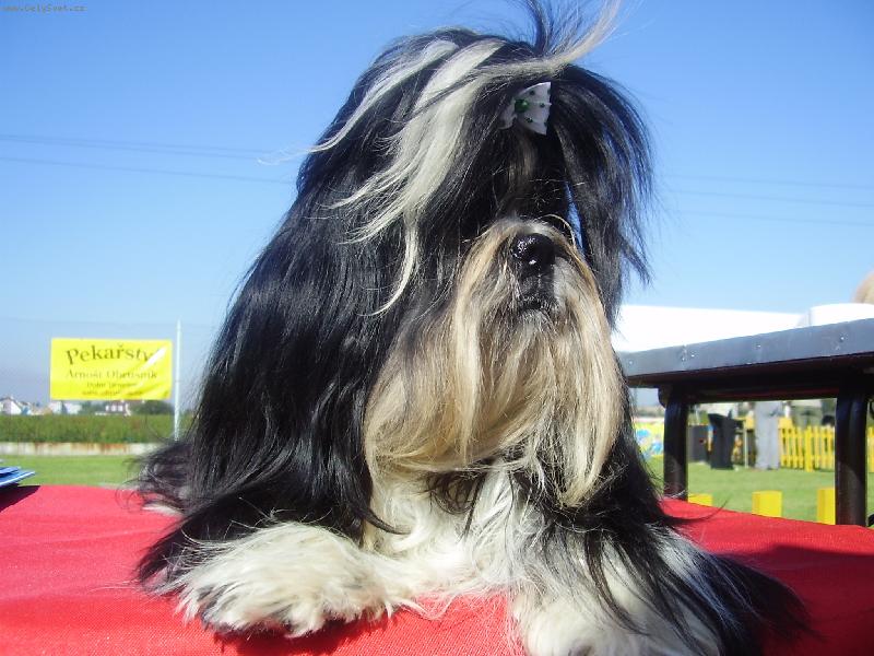 Foto: Orlando z Ivafre