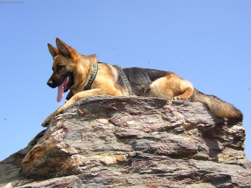 Foto: Fanny se vysek neboji-Jeseniky