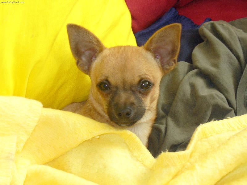 Foto: V pel�ku-Zima je tu, vybudoval jsem si nov� pel�ek