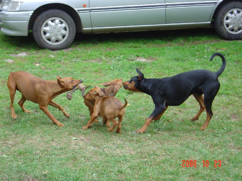 Foto: Vyhraje �ern� nebo �erven�?-Mami, p�idej, tahej-a� vyhrajes