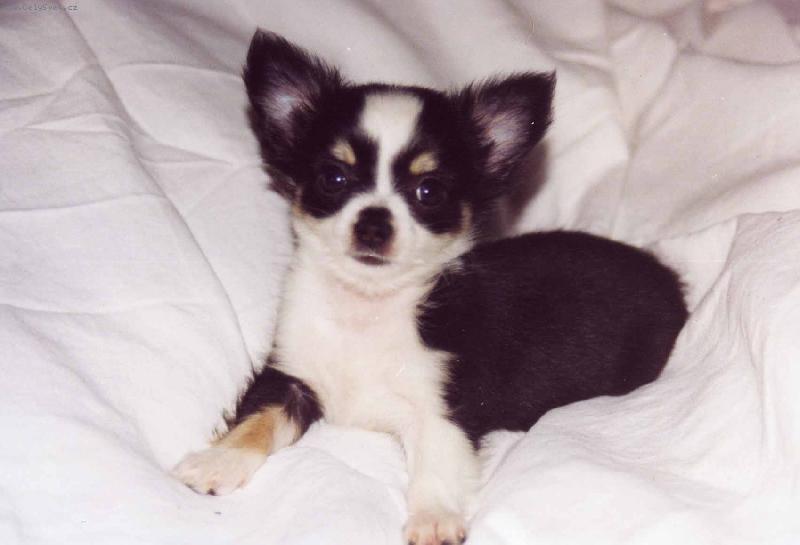 Foto: Emilka David a Goli� 5 t�dn�