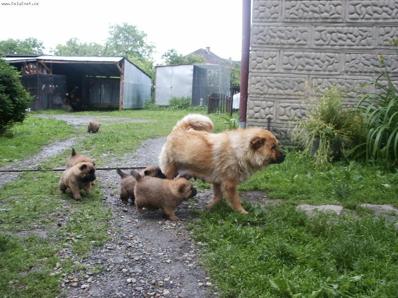 Foto: Rodinka �au-�au