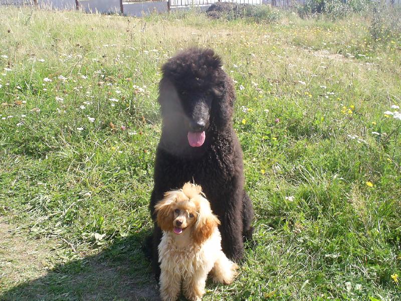 Foto: Zuzanka a Ad�mek-toy fena pudl�ka Zuzi a �t�n� kr�lov�ka Adam