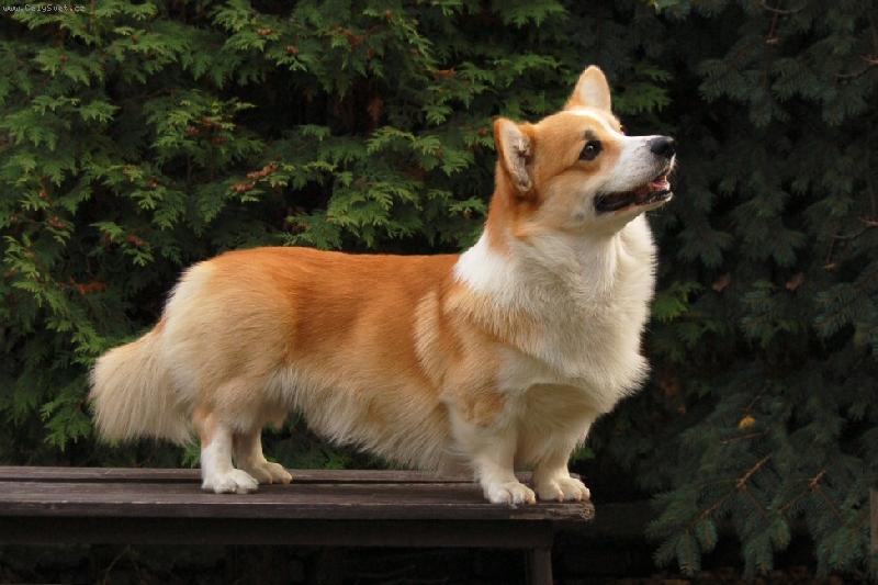 Foto: Darney na stole-Darney Vranovsk� �leb