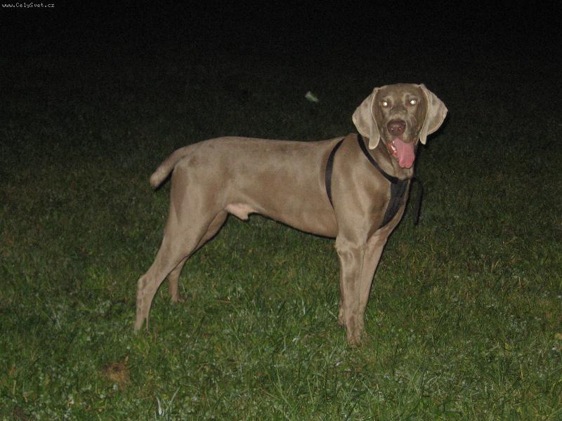 Foto: Archie p�zuje-Tady je Archieovi 9 m�s�c�