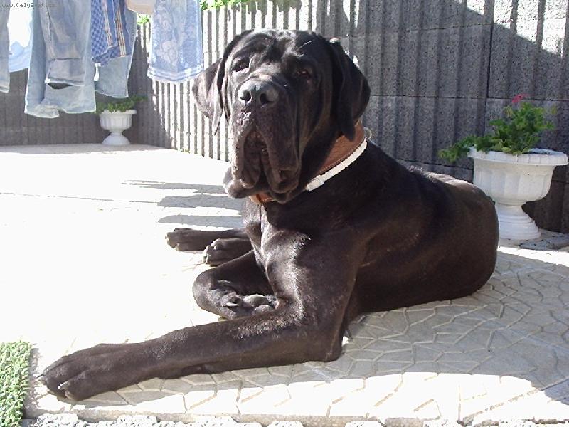 Foto: Daisy-mil��ek cel� rodiny-Hrozn� miluje l�to a teplo. Nejrad�ji se slun� na zahrad�.