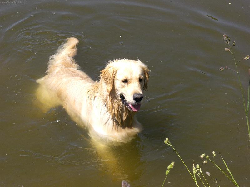 Foto: Plav��ek Am�ek:0))-Ten parn�k u� asi jel..........