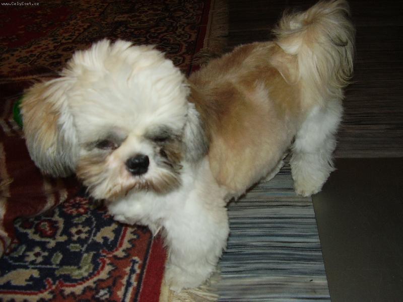 Foto: Bad�sek-tak to je nove str��han�!