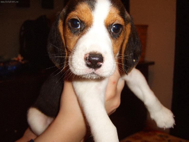 Foto: ozz��ek-muj mil��ek kdy� mu bylo 6 t�dn�