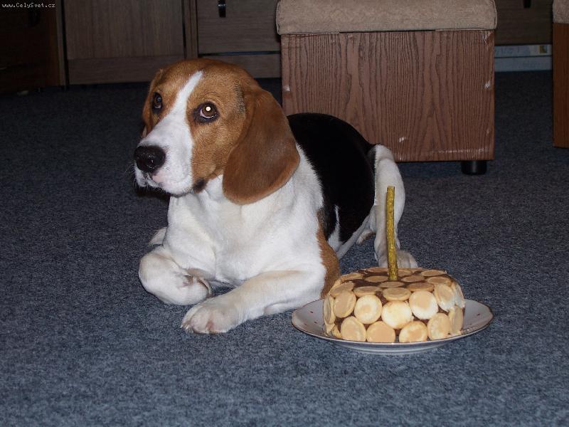 Foto: ozzy-tak to jsem j� kdy� jsem mel prvn� narozeniny, hezkej dort co