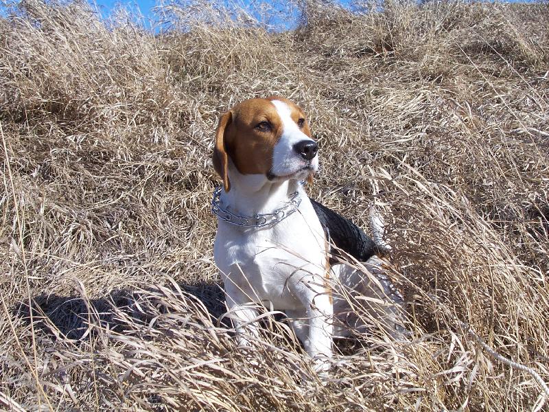 Foto: ozzy-na proch�zce na na�em obl�ben�m kopci