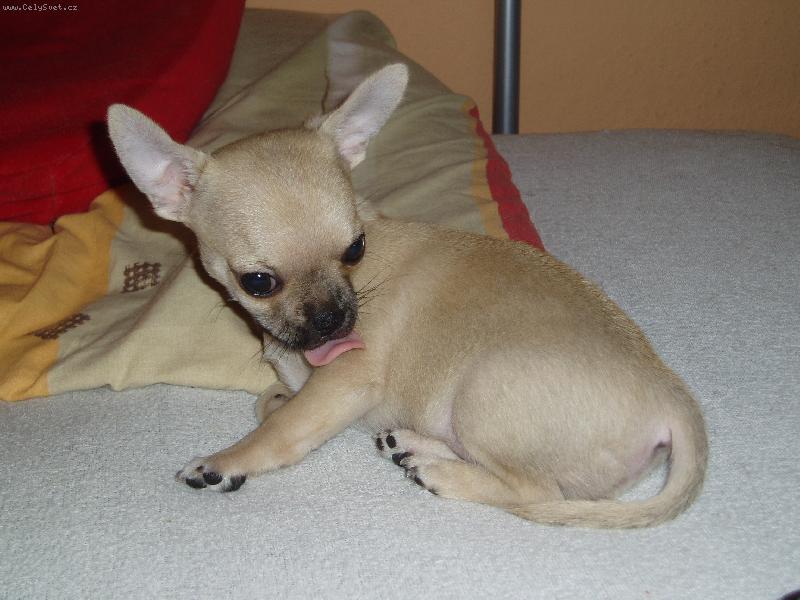 Foto: Samm�a se olizuje-***mLaSk***:)