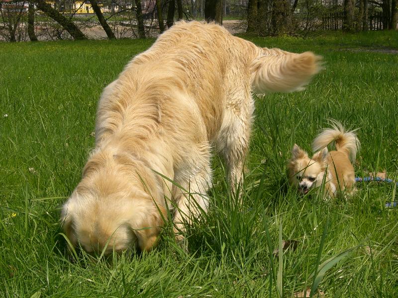 Foto: Dva stopa�i!!!!!!!!!-Mat a Pat:::::::::::