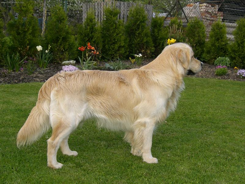 Foto: Zahradn�k Am�ek-To je ale krasavec,c���!!!!!!!!!!