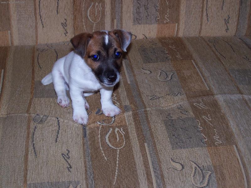 Foto: Skoty-Moje taktika, tv��it se jako nevi��tko :-)