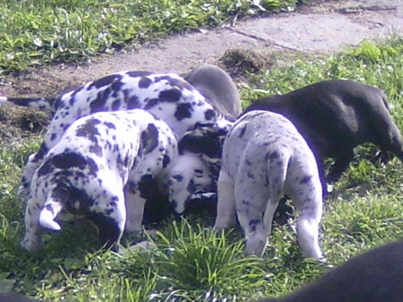 Foto: sme�ka �rout�