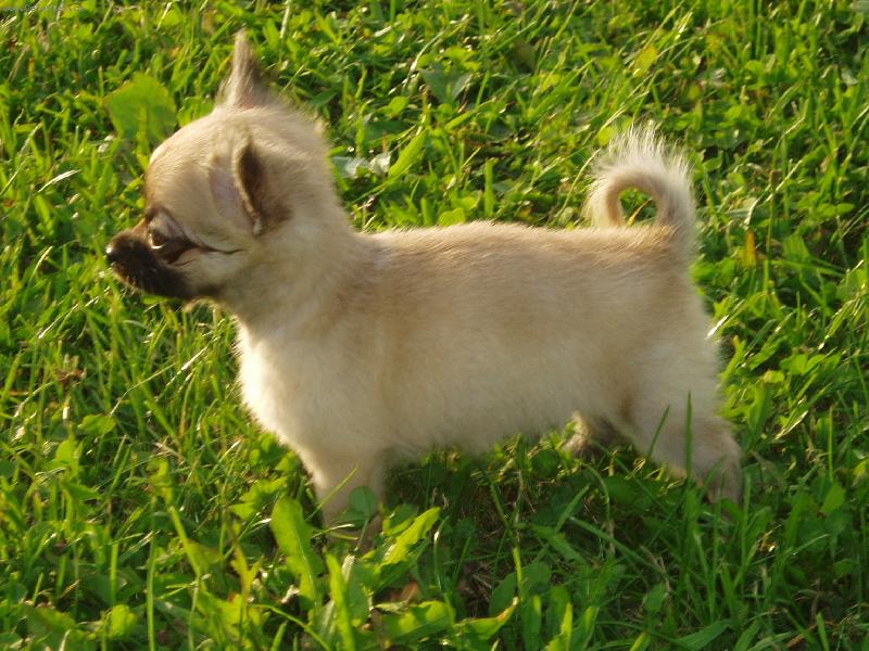 Foto: Jeles-le od Vyd�� z�toky