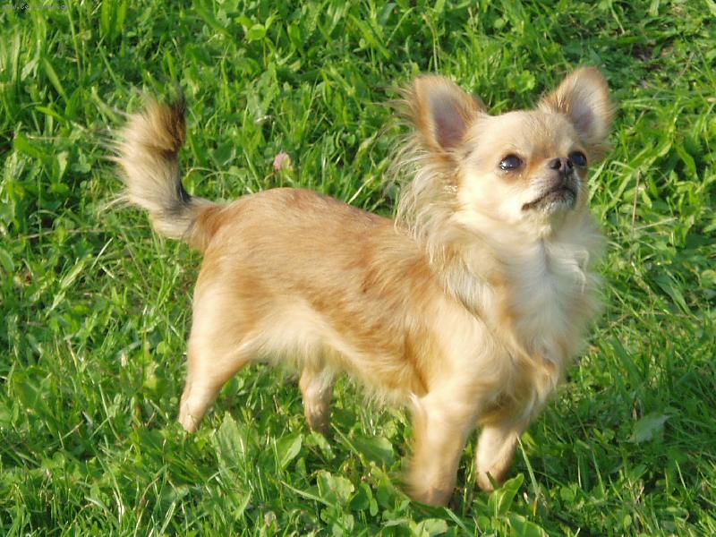 Foto: Beyla Svinovsk� pahorek