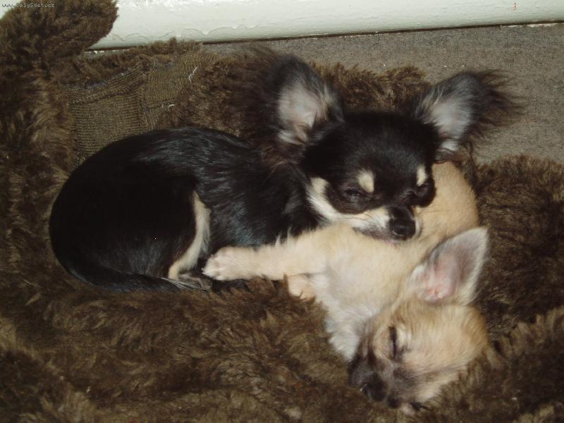 Foto: Jeles-le od Vyd�� z�toky a Amar od Dorrinky