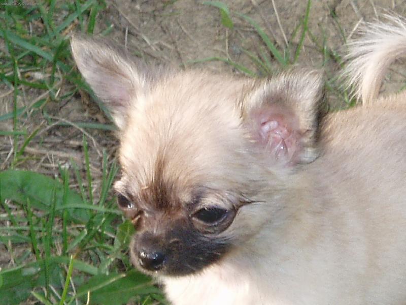 Foto: Jeles-le od Vyd�� z�toky