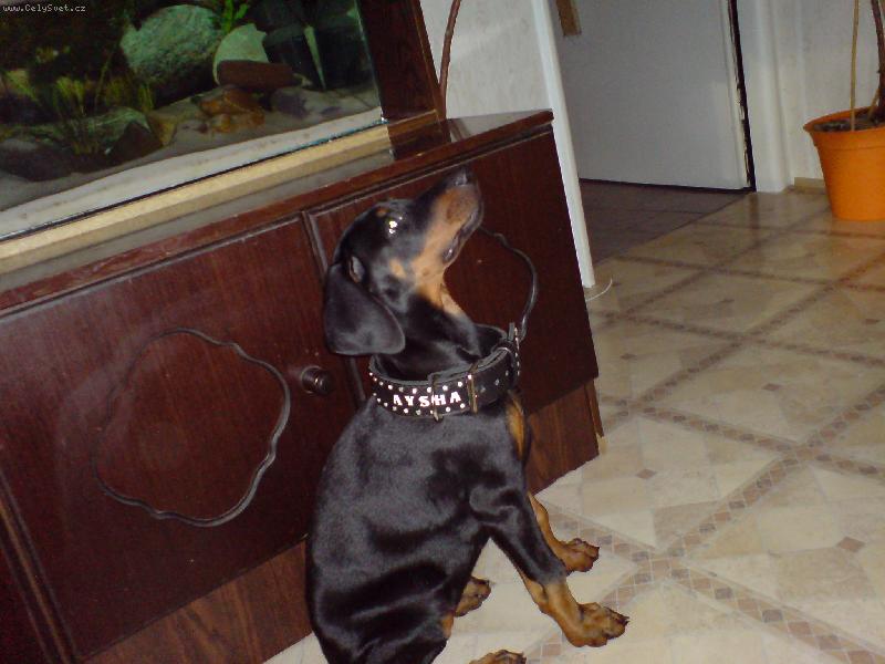 Foto: Aysha-m�m nov� obojek...ale je mi velk�:-(