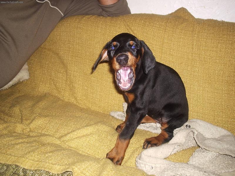 Foto: muj pes Endy-cumacek