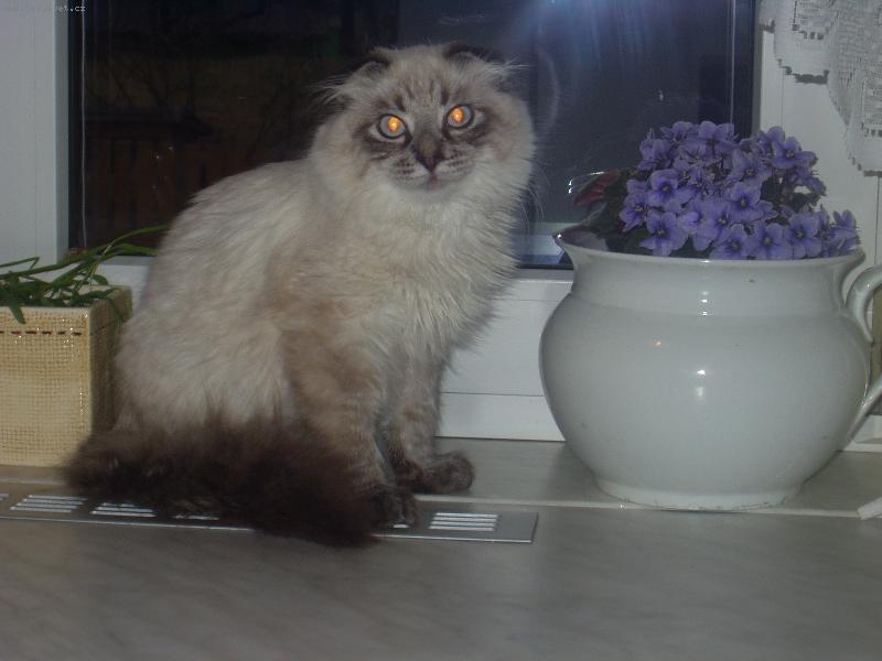 Foto: skotsk� klapouch� ko�ka-p�lro�n� kocourek