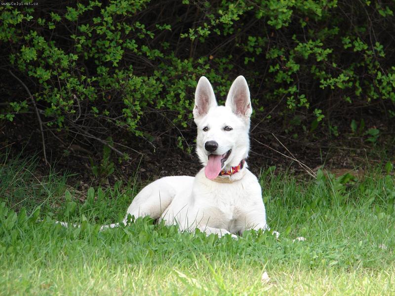 Foto: Khanysha Badu-Badu p�zuj�c�