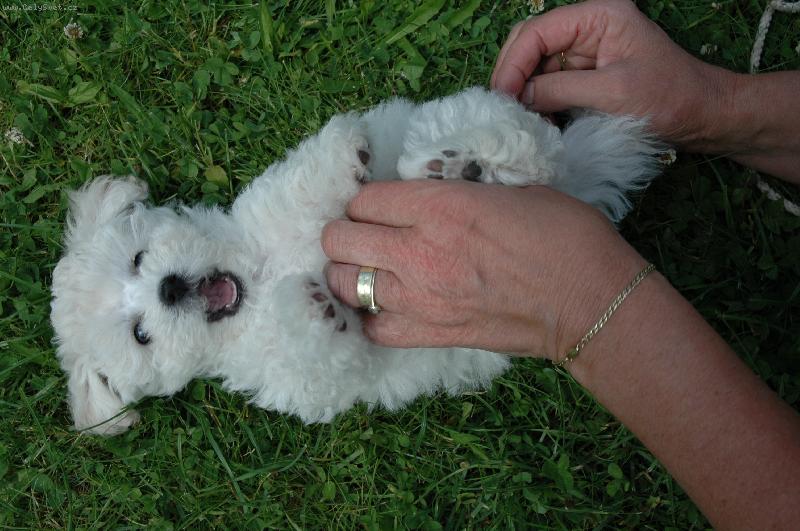 Foto: Dottie-poprv� na zahrad�